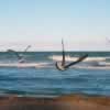 Seagulls flying over the sea