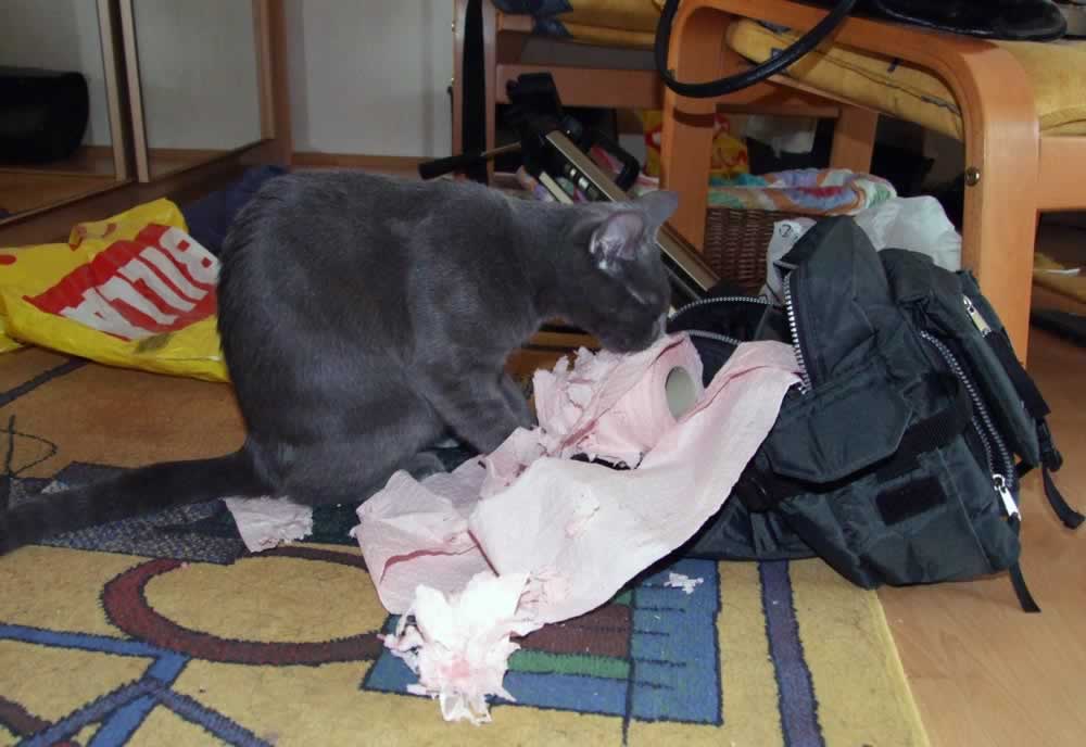 Cat unpacking the toilet paper