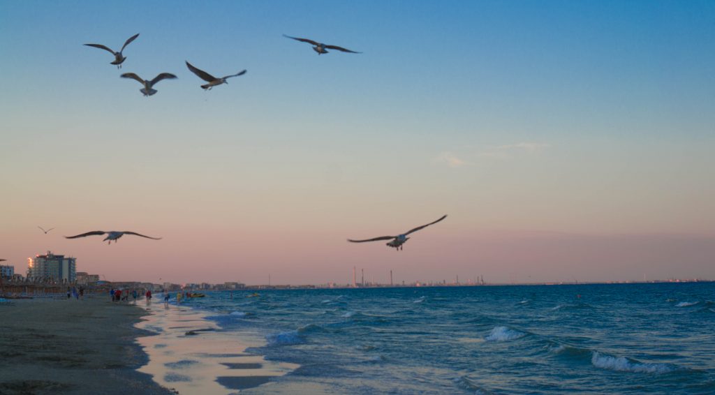 Seaside Seagulls