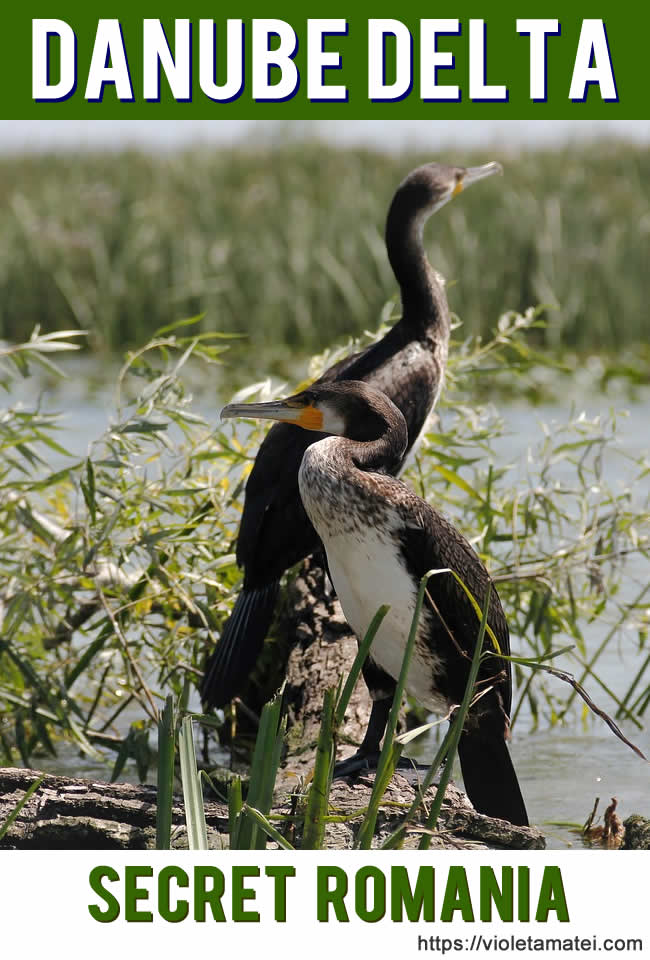 Two black birds in the Danube Delta