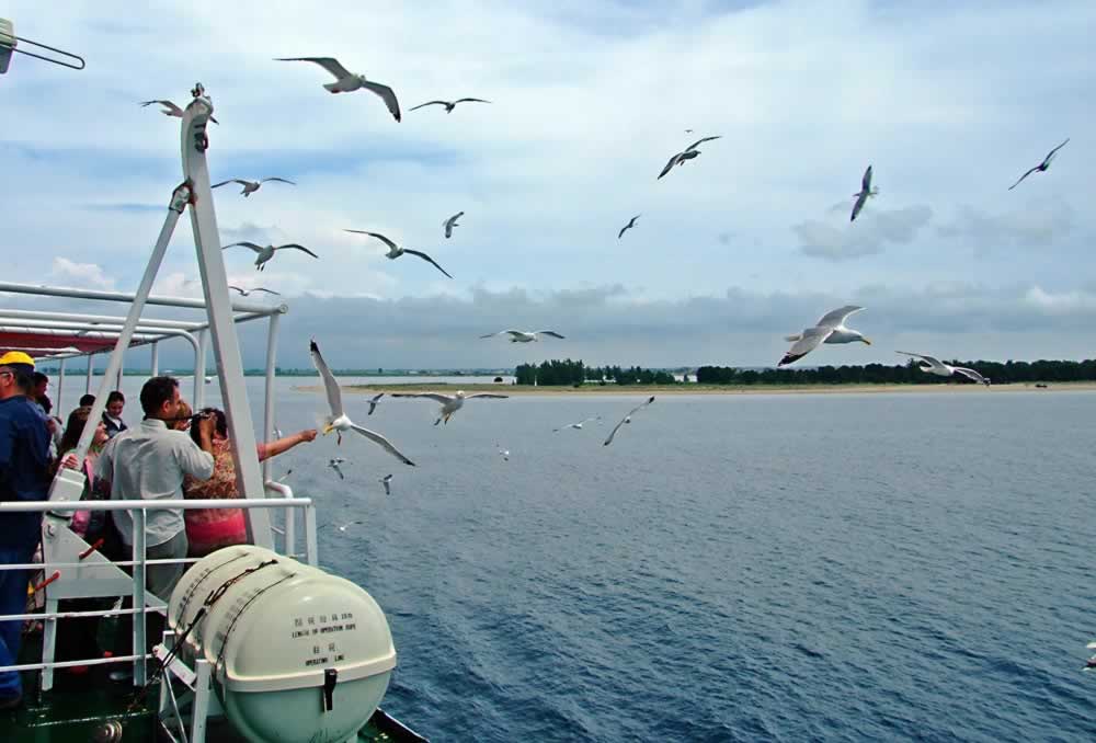 Seagulls following the ferry to Thassos