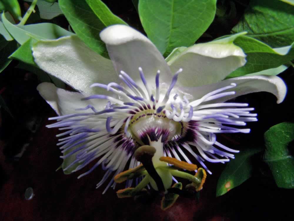 Upside-down flower