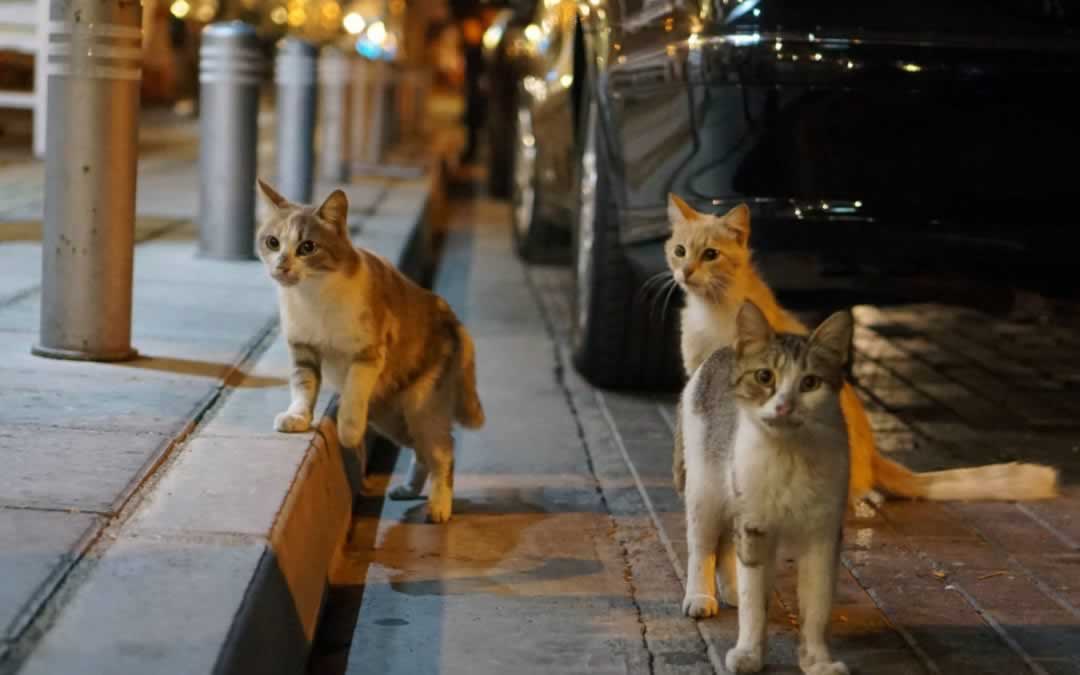 three cats on Larnaca street