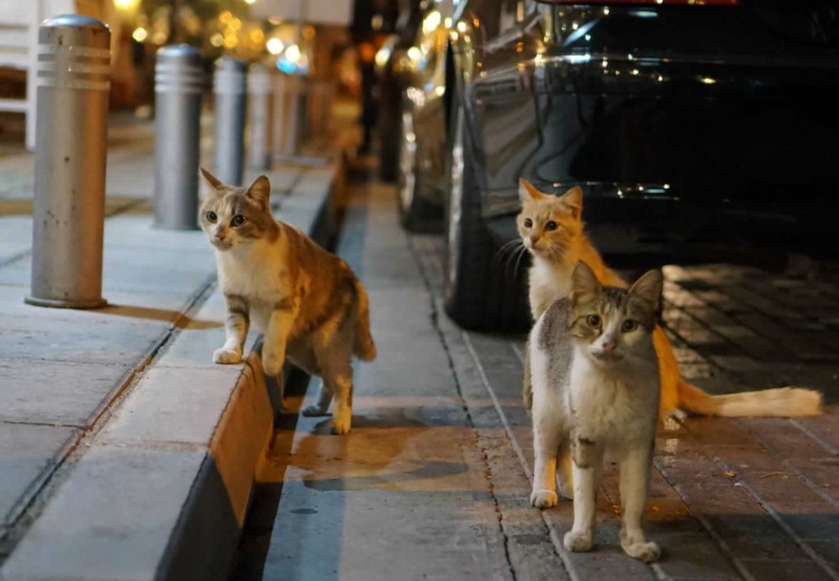 Larnaca Cyprus Beaches, Cats, History and Good Food