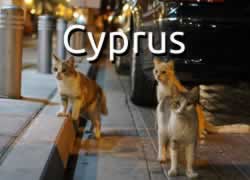cyprus cats