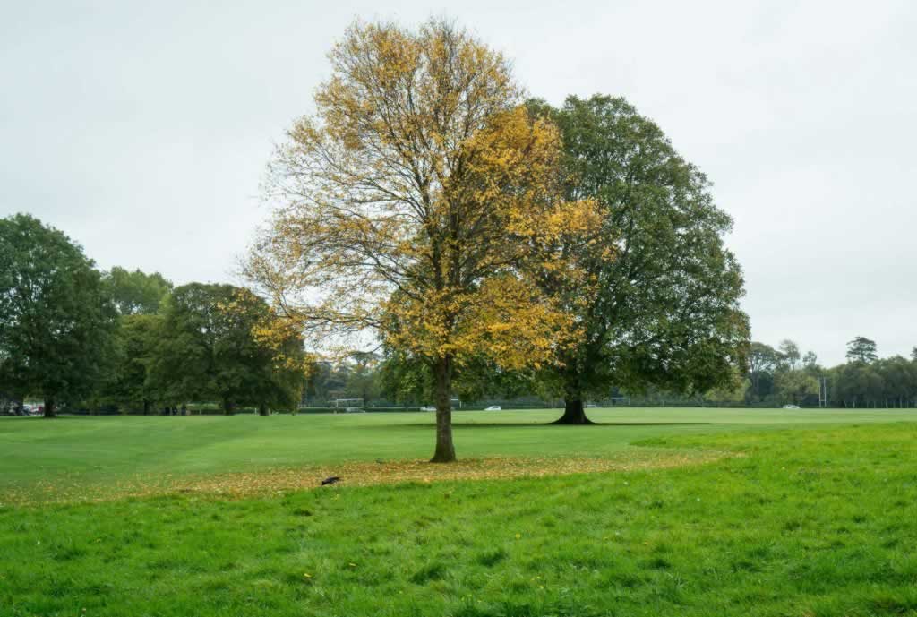 Yellow tree, green tree on green lawn