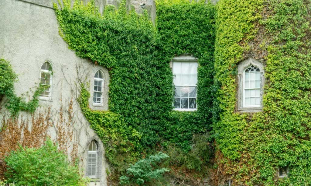 Malahide castle windows covered in green vegetation