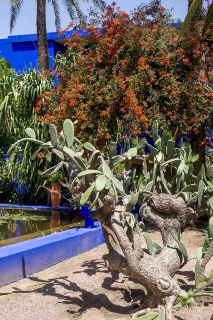 Jardin de Majorelle - old cactus and orange flowers