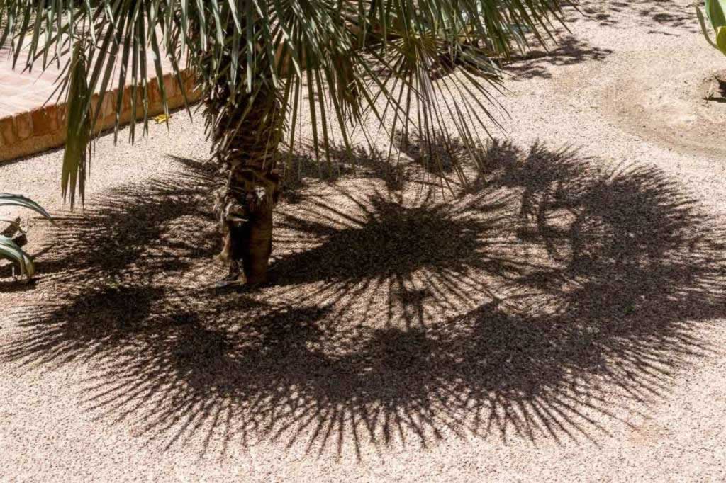 Majorelle Garden palm tree shadow