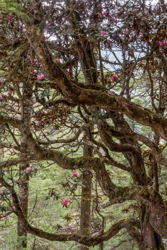 rhododendron forest on EBC Trek