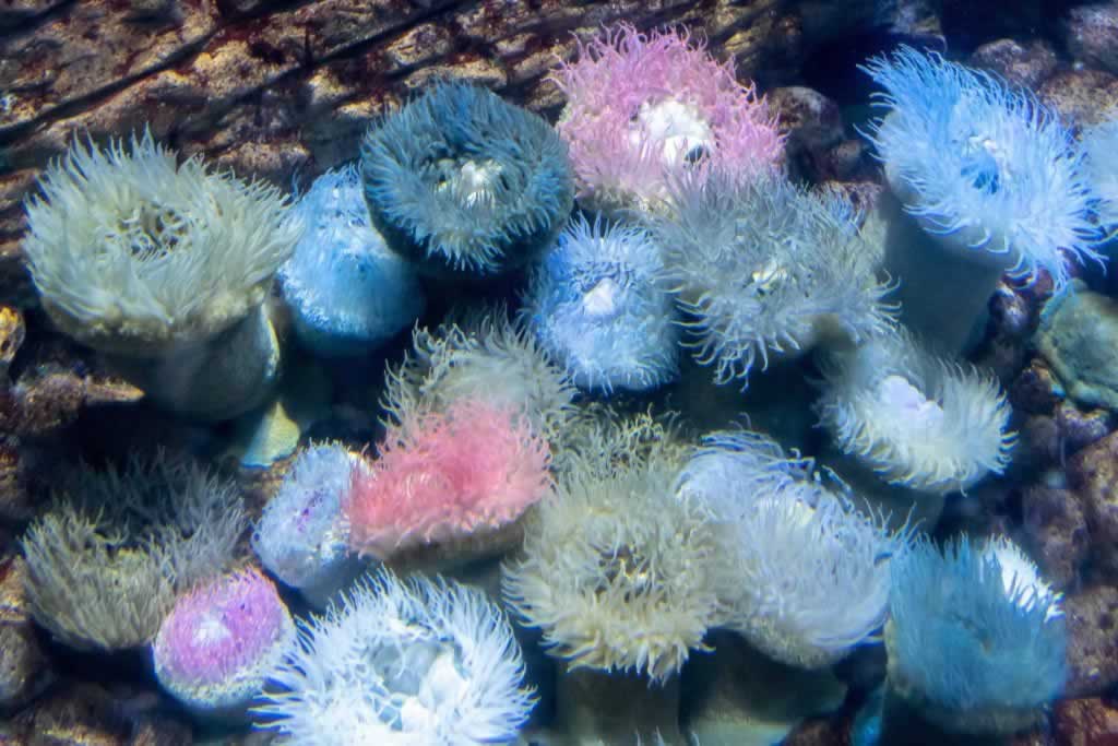 lisbon aquarium anemones