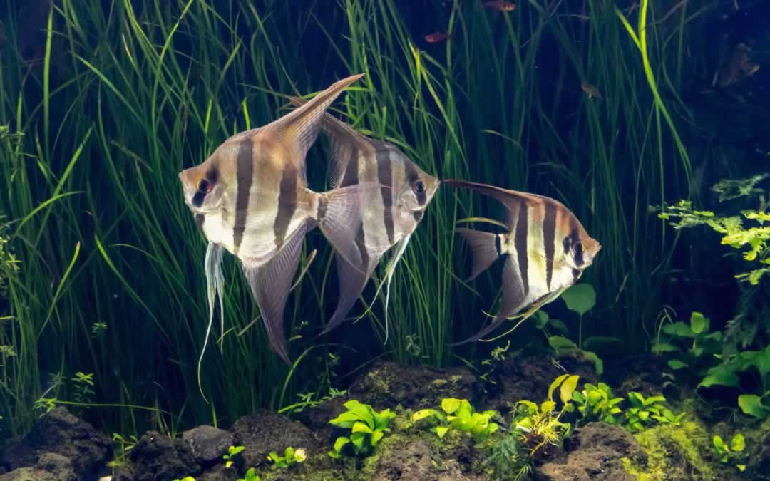lisbon aquarium fish