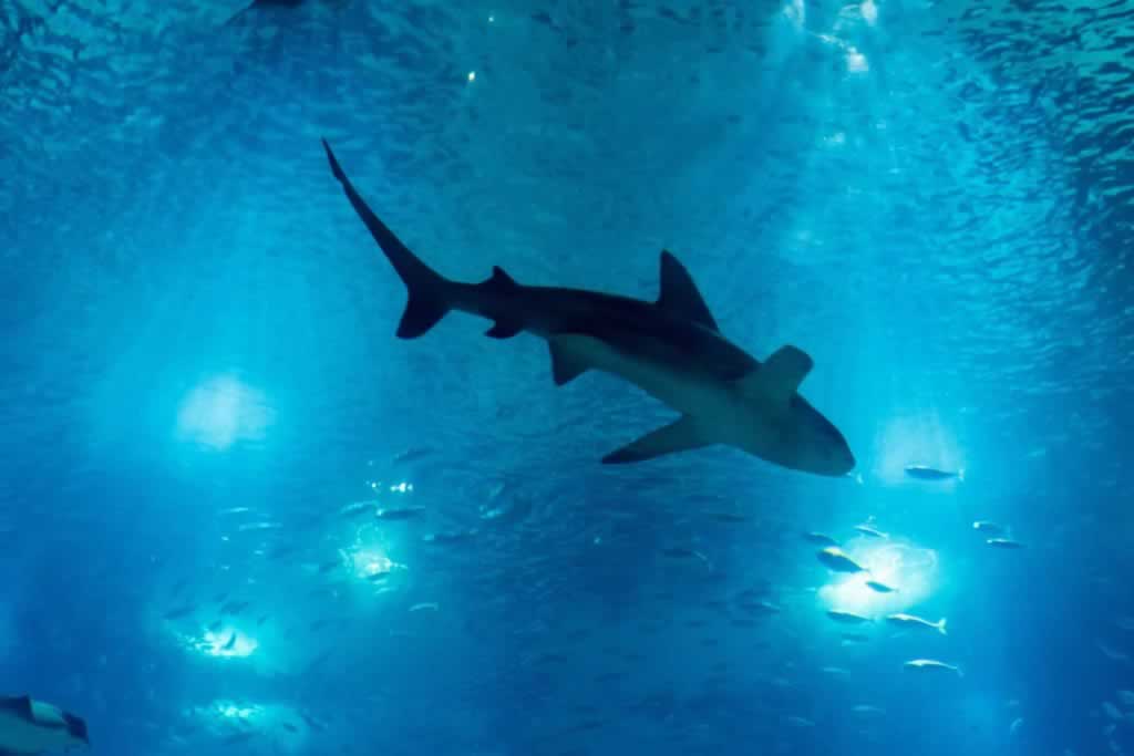 lisbon aquarium shark