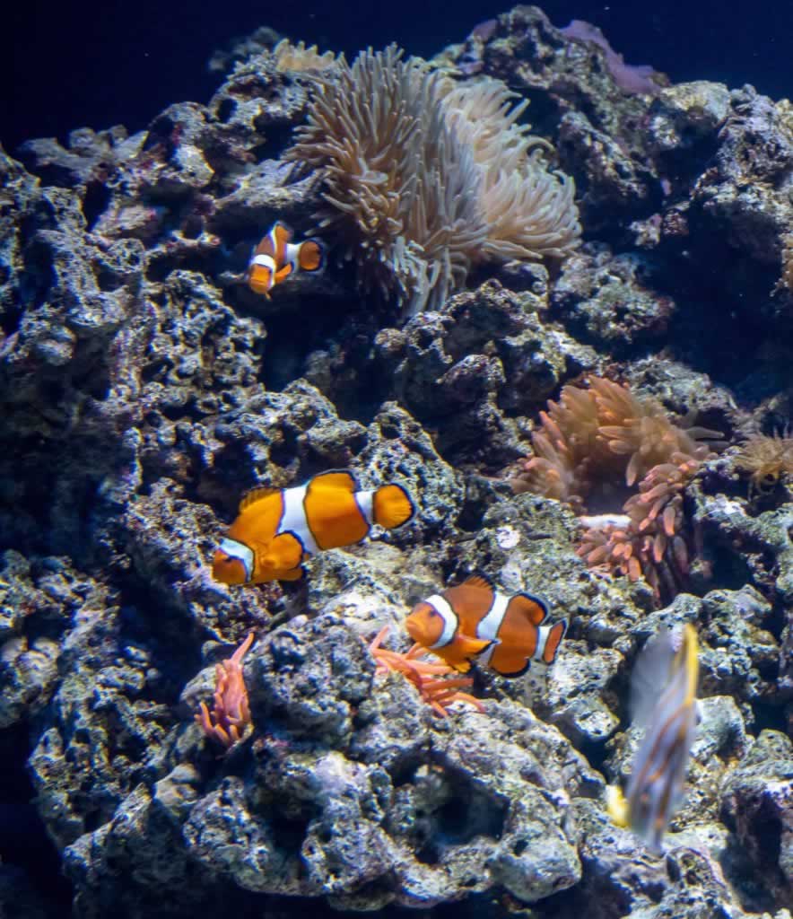 lisbon oceanarium clown fish
