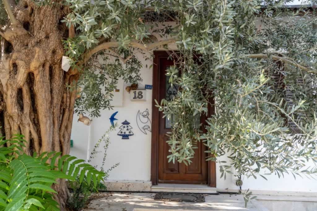 bodrum house door olive tree