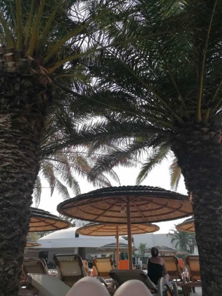 samara beach palm tree shadow