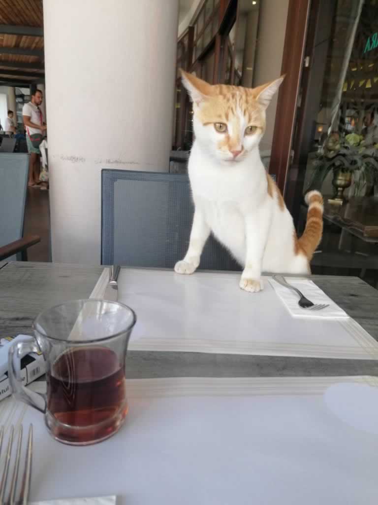 turkish tea cat samara bodrum