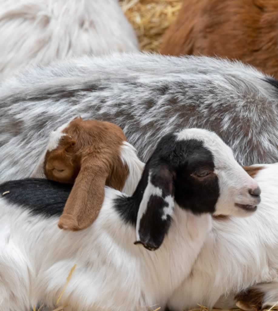 tulliera farm goats kids