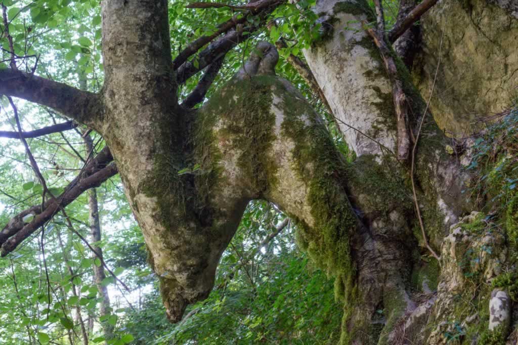 mount olympus tree shapes