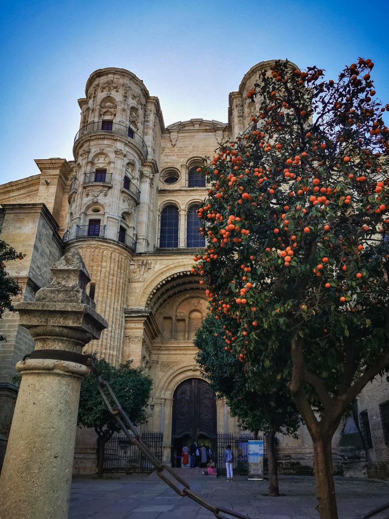 Malaga cathedral with orange tree